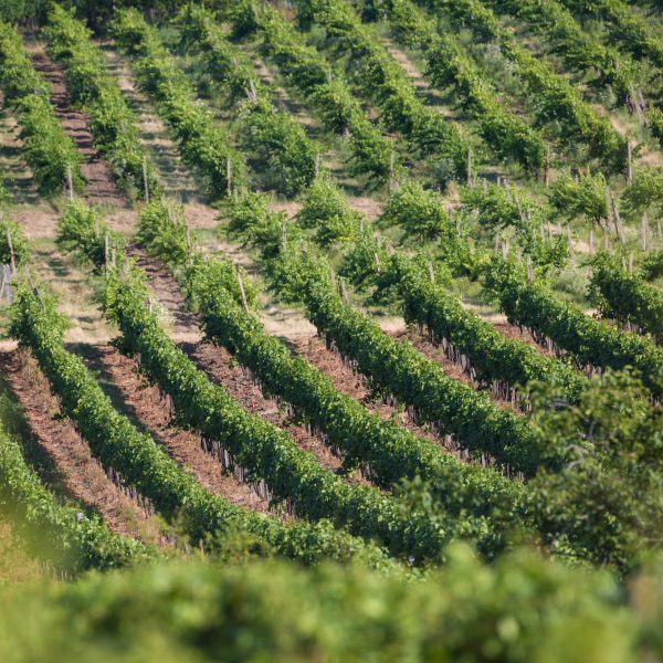 movino vinohrady