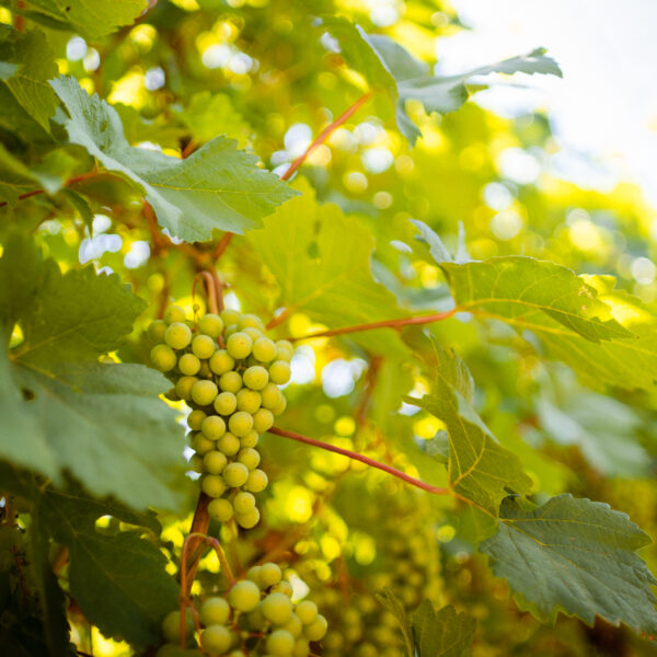 Vinárstvo Képeš 4