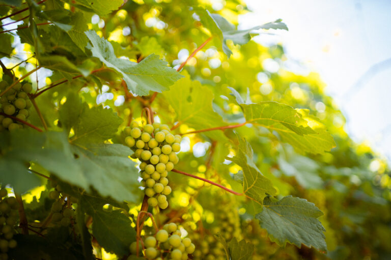 Vinárstvo Képeš 4